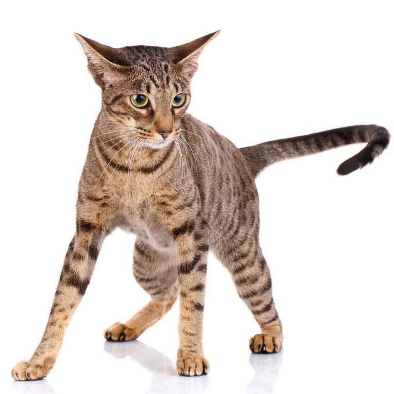 Ocicat