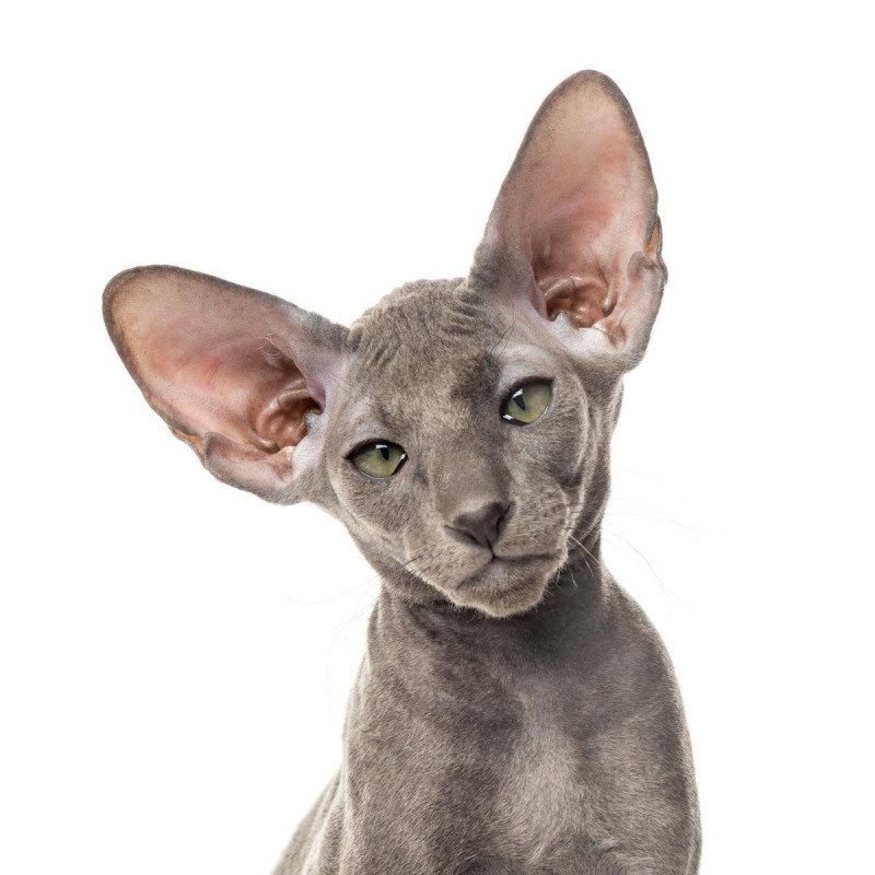 Peterbald