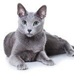 Russian Blue