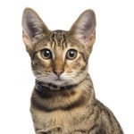 Chaton Savannah A Vendre En Belgique Chat Et Chaton Com Chaton Savannah A Vendre En Belgique Chat Et Chaton Com