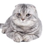 Scottish Fold