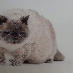 Selkirk Rex