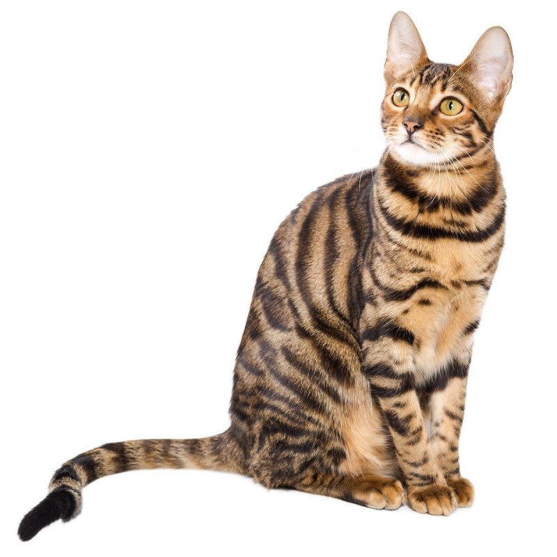 Toyger