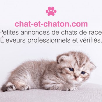 Chaton Persan A Vendre En Belgique Chat Et Chaton Com