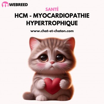 La Myocardiopathie hypertrophique (HCM) chez le chat