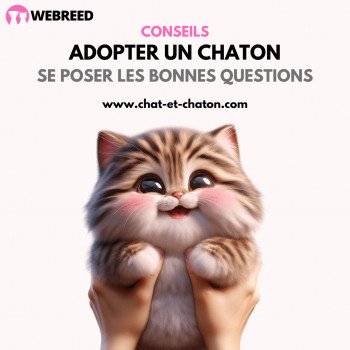 Adopter un chaton : se poser les bonnes questions
