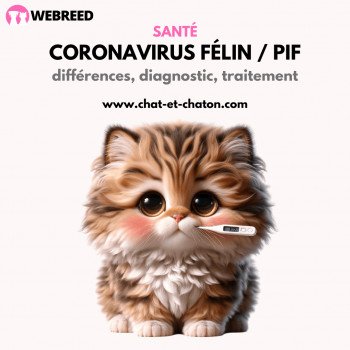 Le coronavirus félin et la PIF