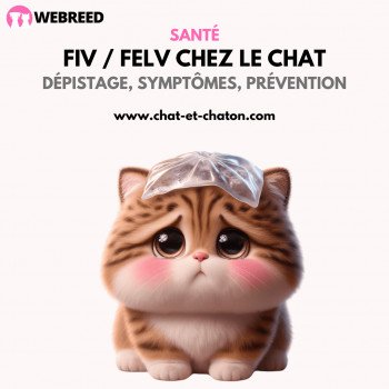 FIV et FeLV chez le chat