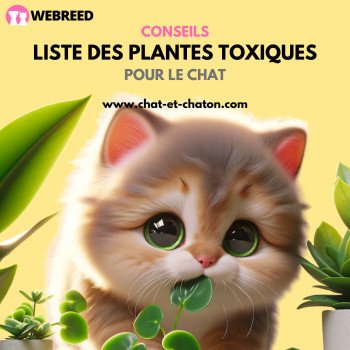 Liste des plantes toxiques pour le chat
