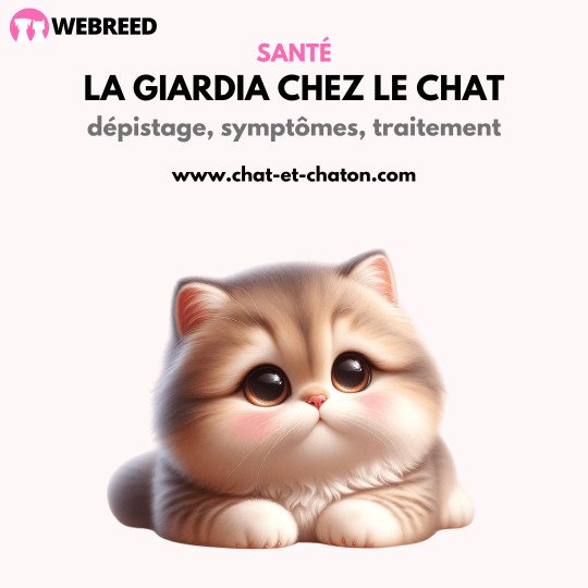 La giardiose chez le chat