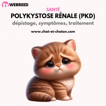 La Polykystose rénale chez le chat de race