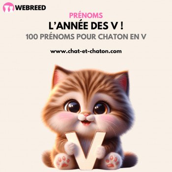 100 prénoms commençant par la lettre V pour votre chaton en 2024