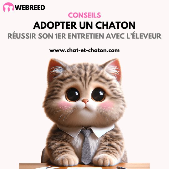 Adopter un chaton : Préparer votre entretien avec l'éleveur de votre futur chaton