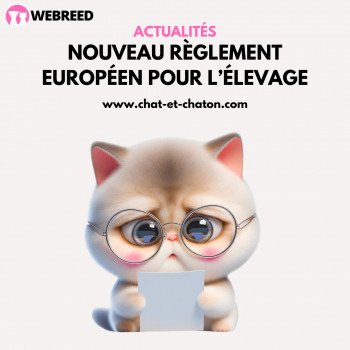 Nouveau règlement européen pour les éleveurs de chats