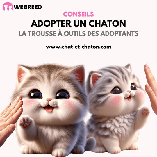 adopter chaton conseils