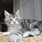 Tao Loving Coon Mâle Maine coon Tao Loving Coon Mâle Maine coon