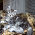 Ti Amo Loving Coon Mâle Maine coon