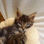 Tiger Loving Coon Mâle Maine coon Tiger Loving Coon Mâle Maine coon