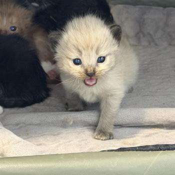 1er chaton (Portée VAIA ❤ GREY FANG 2026) - Mâle seal smoke mink Mâle Cherubim