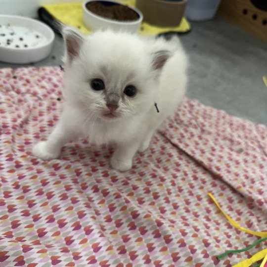 Apash - lilac mink bicolore aec flamme de L'Eden du Gival Mâle Ragdoll