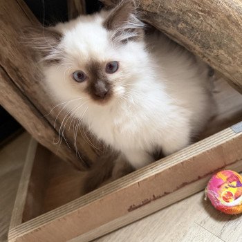 Aiko Ley de L'Eden du Gival Mâle Ragdoll