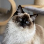 REGLYS des Cosmopolitains Femelle Ragdoll REGLYS des Cosmopolitains Femelle Ragdoll
