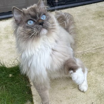 UMBERTO de L'Eden du Gival Mâle Ragdoll