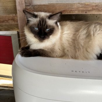 SECCOTINE Femelle Ragdoll