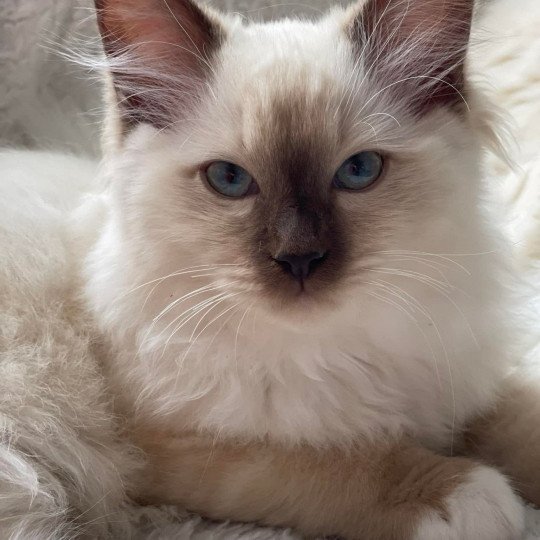 chat Ragdoll Snikers L'Eden du Gival chocolate mink mitted