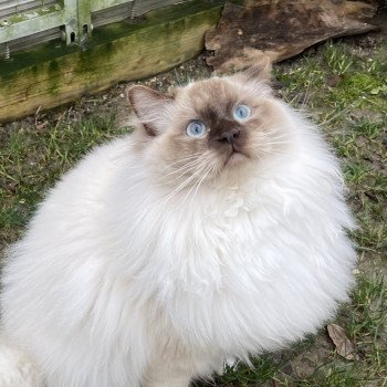SNIKERS Mâle Ragdoll