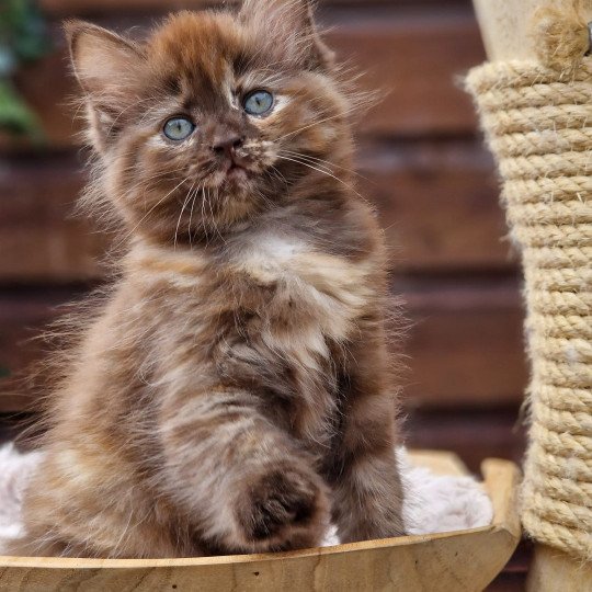 chat Ragdoll chocolate tortie Toots L'Eden du Gival chocolate tortie 
