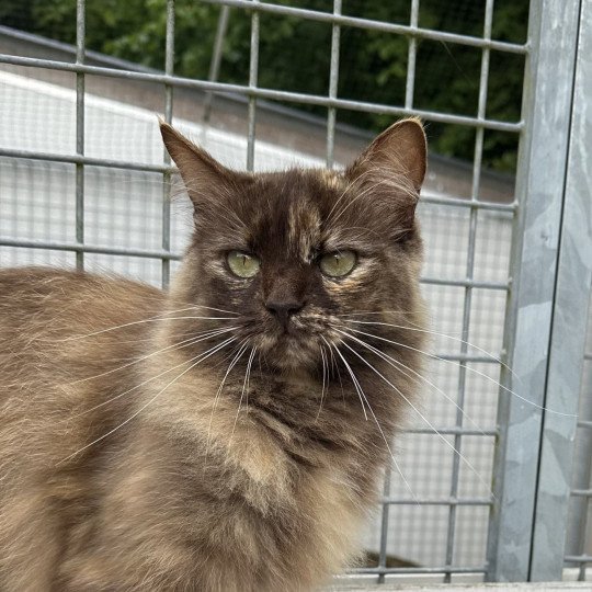 chat Ragdoll chocolate tortie Toots EI L'Eden du Gival chocolate tortie 