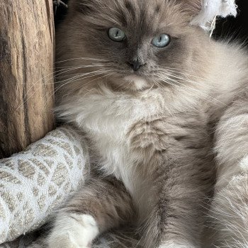 U & ME (UME) Femelle Ragdoll