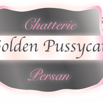 Chatterie Golden Pussycat