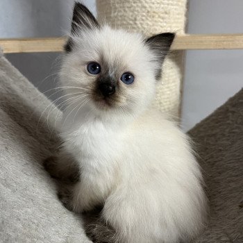 chaton Ragdoll seal point T (Rose) Chatterie de Bengdoll seal point