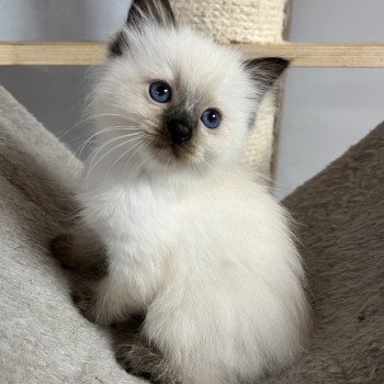 chaton Ragdoll seal point T (Rose) Chatterie de Bengdoll seal point