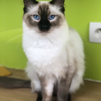 chat Ragdoll seal point Perle Chatterie de Bengdoll seal point