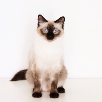 chat Ragdoll seal point Perle Chatterie de Bengdoll seal point