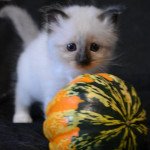 Ti'Amo De la pierre de Lune Mâle Sacré de Birmanie Ti'Amo De la pierre de Lune Mâle Sacré de Birmanie