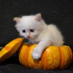 Taïga De la pierre de Lune Femelle Sacré de Birmanie Taïga De la pierre de Lune Femelle Sacré de Birmanie