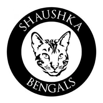 Shaushka Bengals