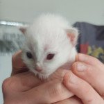 1er chaton (Portée Pouille ❤ Salvador) - Mâle  Mâle Sacré de Birmanie