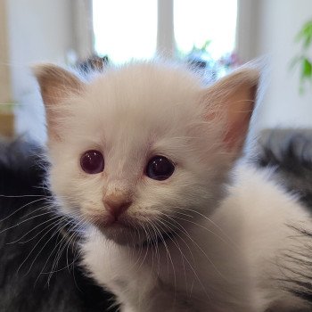 Arya des Sacrés Breizh Femelle Sacré de Birmanie