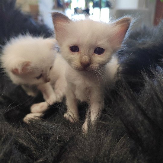 chaton Sacré de Birmanie chocolate point Élevage des Sacrés Breizh chocolate point