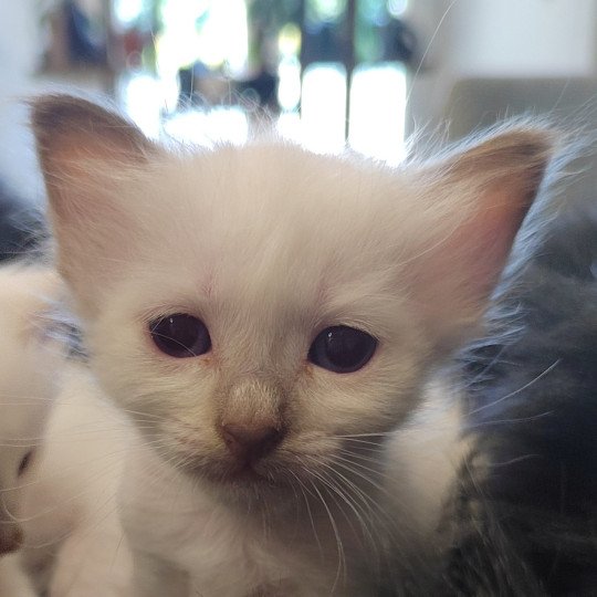chaton Sacré de Birmanie chocolate point Élevage des Sacrés Breizh chocolate point