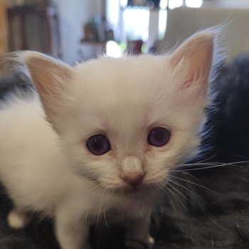 Abby des Sacrés Breizh Femelle Sacré de Birmanie