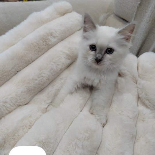 chaton Sacré de Birmanie lilac point Abby Élevage des Sacrés Breizh lilac point