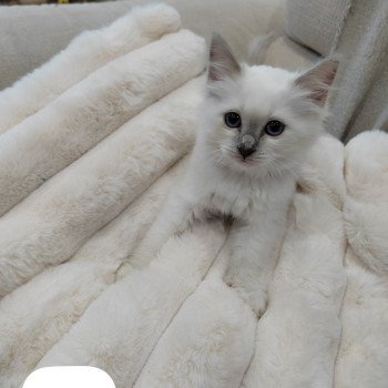 Abby des Sacrés Breizh Femelle Sacré de Birmanie