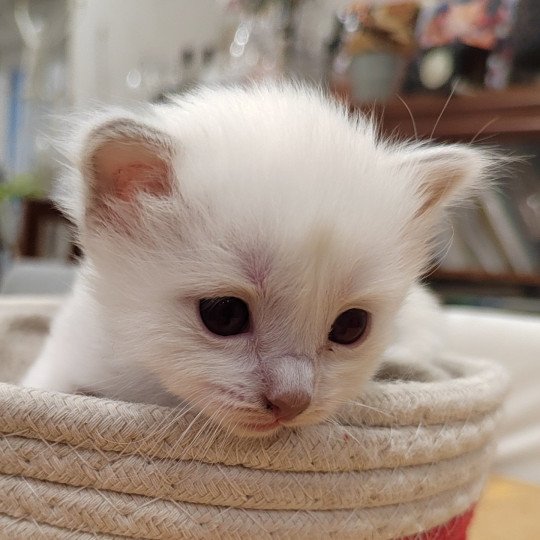 Apollon des Sacrés Breizh Mâle Sacré de Birmanie