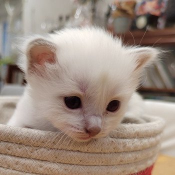 Apollon des Sacrés Breizh Mâle Sacré de Birmanie